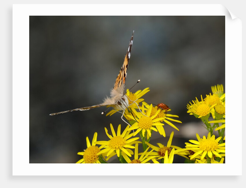 Painted Lady and bug at marine drive by Andrea Thrussell