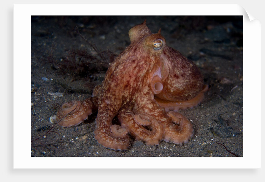 Nocturnal hunter by Ben Houghton