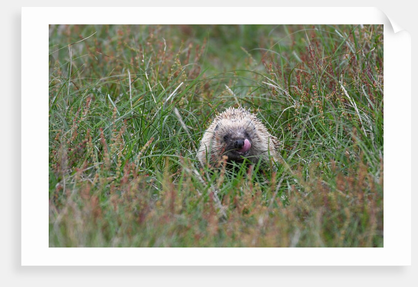 Hedgehog, tasty morsel by David Craine