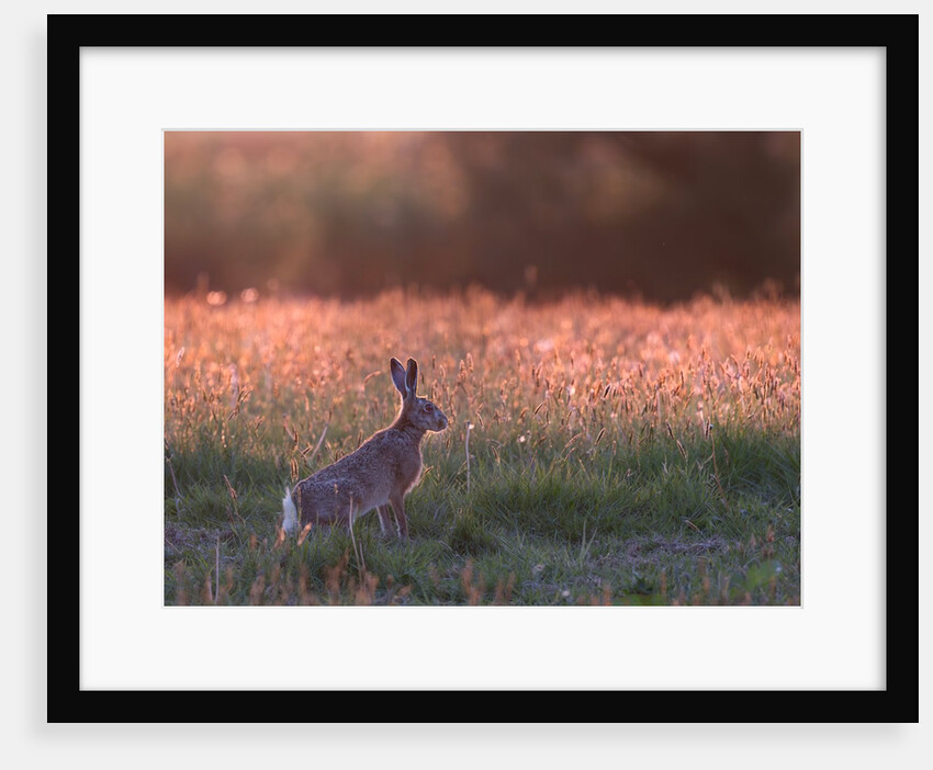 Evening in hare meadow by Paul Quellin