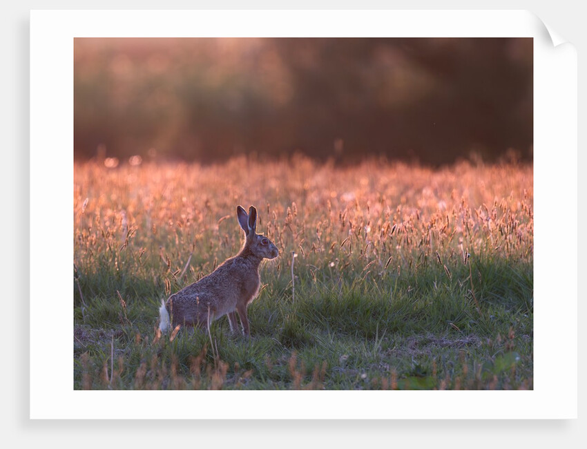 Evening in hare meadow by Paul Quellin