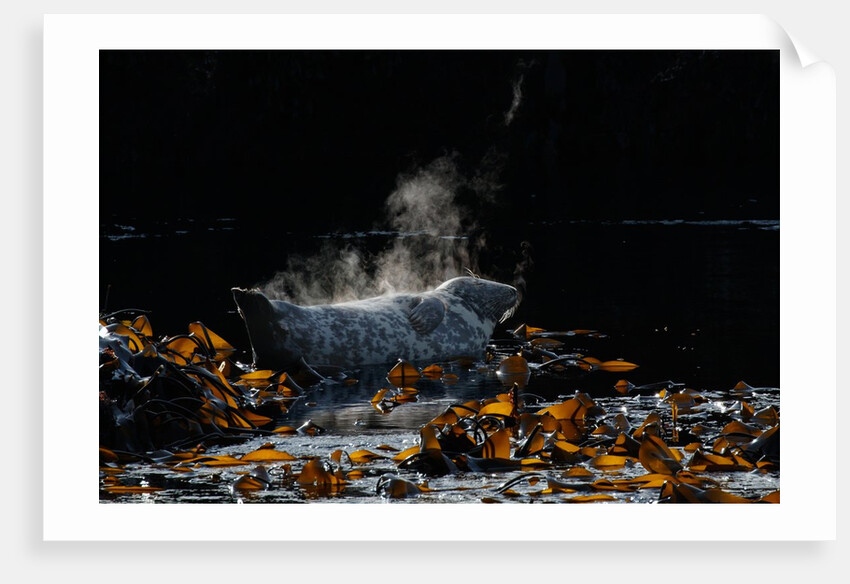 Hot stuff by Lara Howe