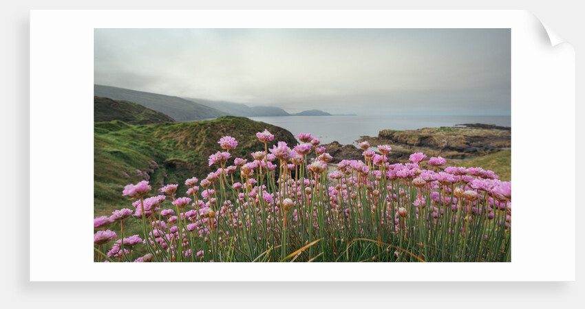 Sea Thrift at Niarbyl by Chris Hunt