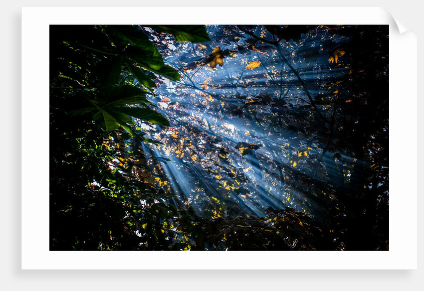 Light through leaves by Richard Turnbull