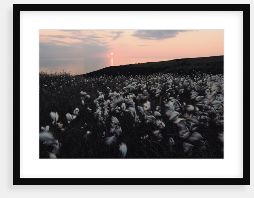 Cotton Grass at Eary Cushlin by Tom Hannah