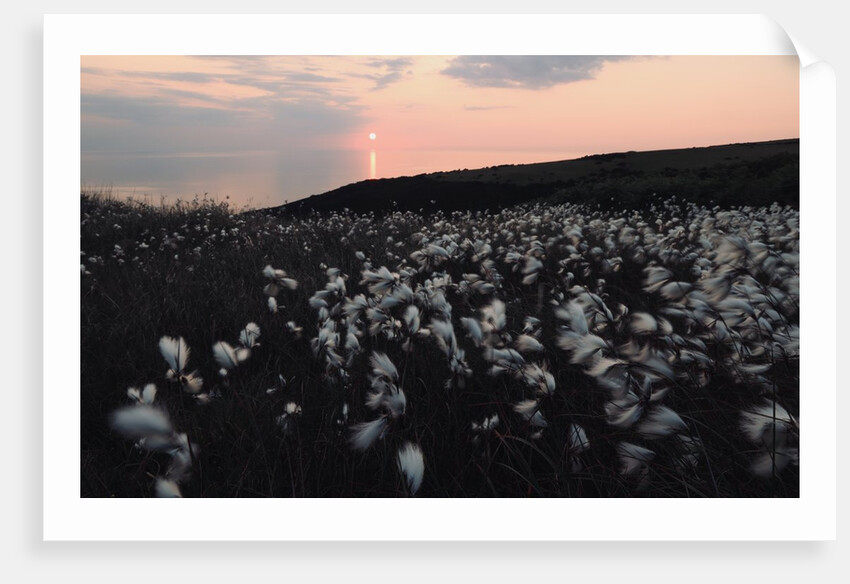Cotton Grass at Eary Cushlin by Tom Hannah