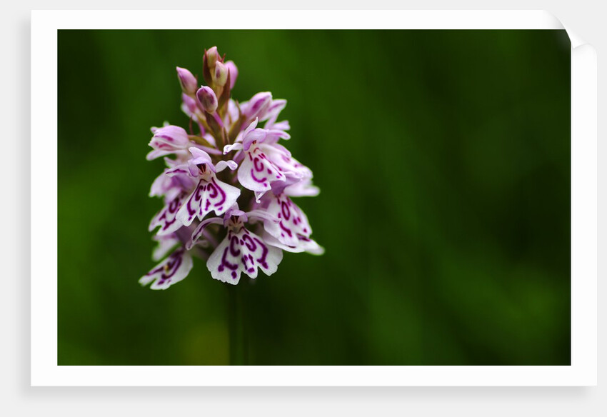 Wild orchid by Shelly Kilpatrick