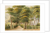 The Grove, Ramsey by Unknown