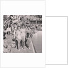 Port Erin Bathing Beauties and Swimming Gala by Manx Press Pictures