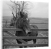 Home of Rest for Old Horses by Manx Press Pictures