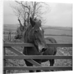 Home of Rest for Old Horses by Manx Press Pictures