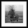 Home of Rest for Old Horses by Manx Press Pictures