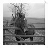 Home of Rest for Old Horses by Manx Press Pictures