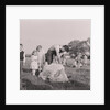 Sheep shearing by Manx Press Pictures