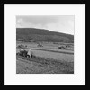 Marown ploughing match by Manx Press Pictures