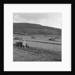 Marown ploughing match by Manx Press Pictures