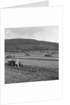 Marown ploughing match by Manx Press Pictures