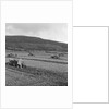 Marown ploughing match by Manx Press Pictures