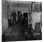 Mucking-out cows at Ballabeg by Manx Press Pictures