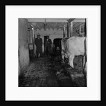 Mucking-out cows at Ballabeg by Manx Press Pictures