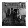 Mucking-out cows at Ballabeg by Manx Press Pictures