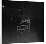 Dog Show, Villa Marina, Douglas by Manx Press Pictures