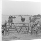Tram horses at the Gooseneck, Isle of Man by Manx Press Pictures