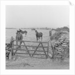 Tram horses at the Gooseneck, Isle of Man by Manx Press Pictures