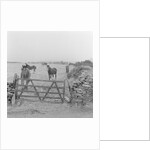 Tram horses at the Gooseneck, Isle of Man by Manx Press Pictures