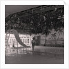 New Beach hotel 'floral' pool by Manx Press Pictures