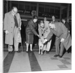Jersey calf arrives on the Isle of Man, Ronaldsway airport by Manx Press Pictures