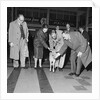 Jersey calf arrives on the Isle of Man, Ronaldsway airport by Manx Press Pictures