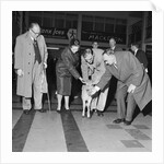 Jersey calf arrives on the Isle of Man, Ronaldsway airport by Manx Press Pictures
