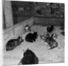 Manx cats at Knockaloe Experimental Farm by Manx Press Pictures