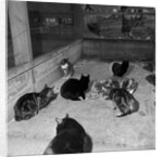 Manx cats at Knockaloe Experimental Farm by Manx Press Pictures