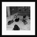 Manx cats at Knockaloe Experimental Farm by Manx Press Pictures