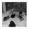 Manx cats at Knockaloe Experimental Farm by Manx Press Pictures