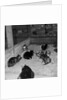 Manx cats at Knockaloe Experimental Farm by Manx Press Pictures