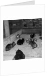 Manx cats at Knockaloe Experimental Farm by Manx Press Pictures
