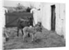 Donkey and foal at Corporation Nurseries, Ballaughton by Manx Press Pictures