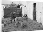Donkey and foal at Corporation Nurseries, Ballaughton by Manx Press Pictures