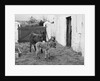 Donkey and foal at Corporation Nurseries, Ballaughton by Manx Press Pictures