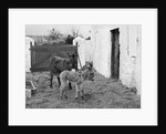 Donkey and foal at Corporation Nurseries, Ballaughton by Manx Press Pictures