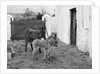Donkey and foal at Corporation Nurseries, Ballaughton by Manx Press Pictures