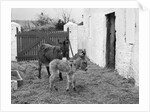 Donkey and foal at Corporation Nurseries, Ballaughton by Manx Press Pictures