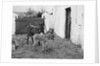 Donkey and foal at Corporation Nurseries, Ballaughton by Manx Press Pictures
