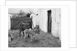 Donkey and foal at Corporation Nurseries, Ballaughton by Manx Press Pictures