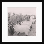 Southern Agricultural Show by Manx Press Pictures