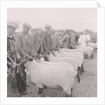 Southern Agricultural Show by Manx Press Pictures