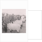 Southern Agricultural Show by Manx Press Pictures